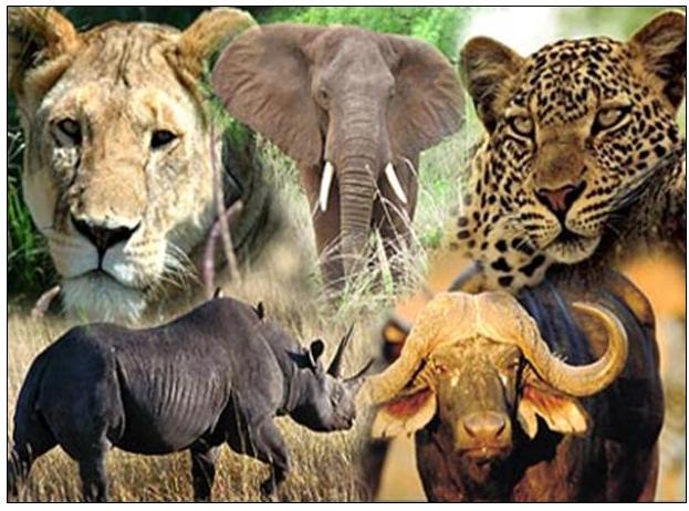 big 5 african safari animals